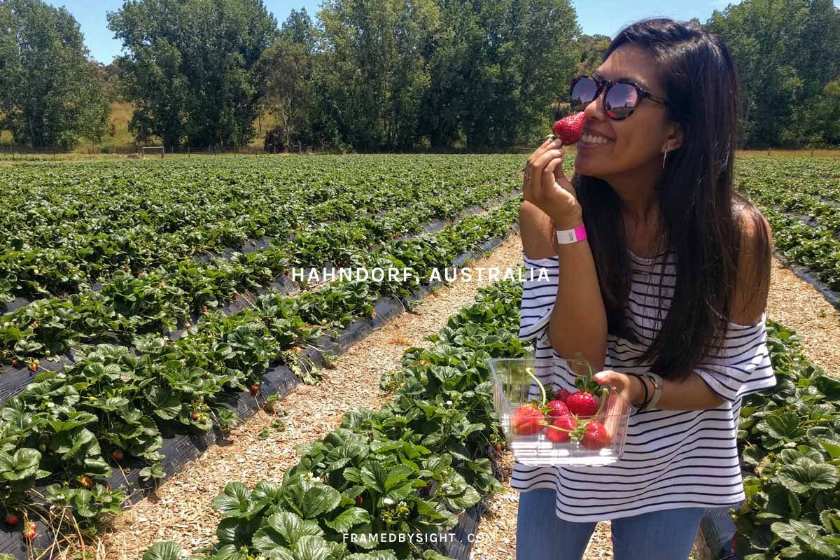 딸기밭 (Strawberry Patch)